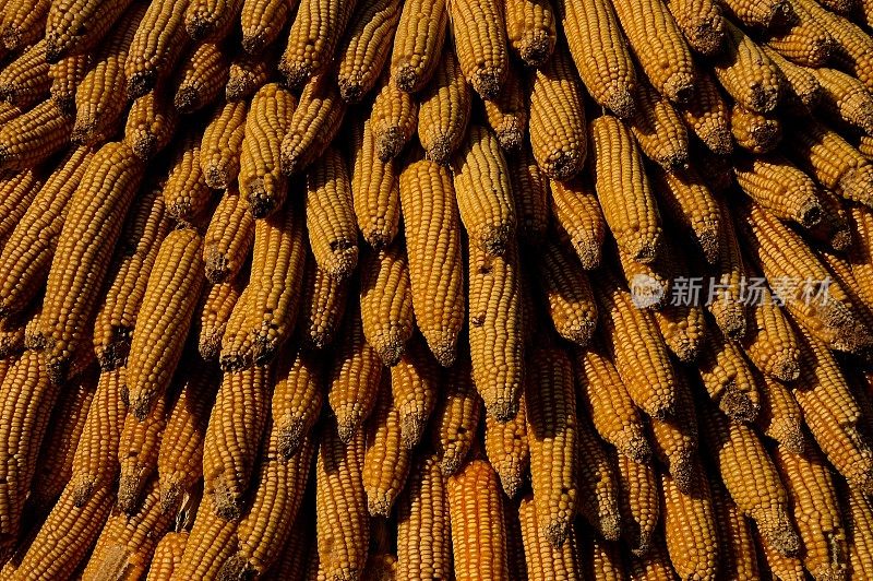 玉米饲料- II